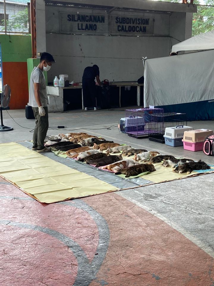 Importance of Neutering or Spaying